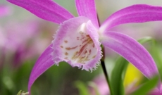 Kit de 4 variétés d’orchidées Pleione...