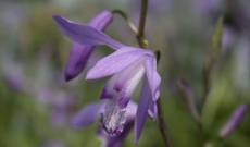 Bulbs of Bletilla ‘Blue Dragon’, a new selection of Hyacinth orchid