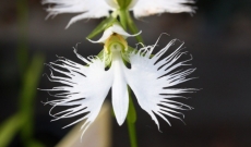 ◕‿◕ @// n \\@ Gartenorchidee Habenaria radiata " Weiße Vogelblume " Zwiebel 