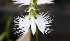 Orchidée Colombe : un assortiment de bulbes élargit...