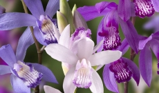 Discover our assortment of 4 Bletilla Orchids in different colors…