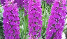 Dactylorhiza orchids: largely unknown domestic orchids 