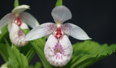 Cypripedium formosanum, la plus précoce du jardin… 