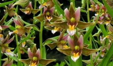 Introducing a new colorful Epipactis Garden orchid! 