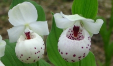 Cypripedium ‘Ulla Silkens’ : Vorbildhafte Abkömmlinge