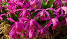 Pleione ‘Tongariro ’ : des petites qui vous impressionneront...