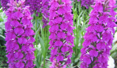 Bereichern Sie Ihren Garten mit Orchideen … 