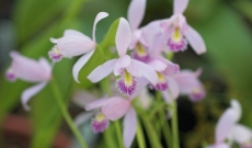 Feet in the water, head in the sun : Discover the Pogonia