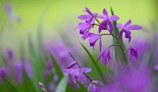 Orchidées de Jardin : Bletilla (1 + 1 Gratuite)…