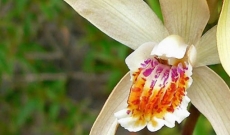 De zeldzame 'Bletilla ochracea' maakt opnieuw haar intrede...