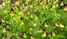 Comment bénéficier de massifs fleuris d’Avril à Septembre ? 