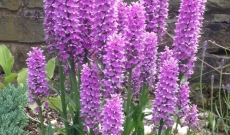 Comment profiter d'orchidées sauvages dans son jardin...