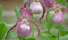 Hybrid Cypripedium zur schnellen Vermehrung...