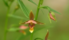 Two new Epipactis hybrids !