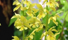 Calanthe sieboldii : duftende Freiland Orchidee mit langer Blüte