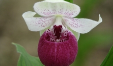 Gartenorchideen einpflanzen: Wann und wie ?