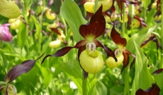 Cypripedium calceolus is the most famous and spectacular terrestrial orchid in Europe