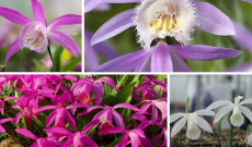 Discover Phytesia's assortment of garden orchids