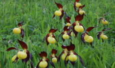 5 bonnes raisons de planter ses orchidées au jardin avant le printemps…. 