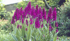 The wonderful Dactylorhiza purpurella available again at Phytesia...+ tips