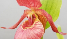 4 nouvelles variétés exclusives d'orchidées de jardin...