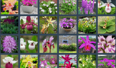 Discover 23 of our 81 varieties of garden orchids in pictures