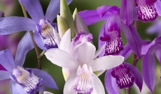Bletilla : The ideal garden orchid !!!