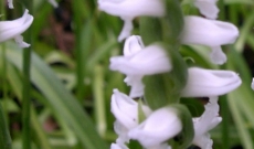 Spiranthes spiralis : bloei van september tot oktober